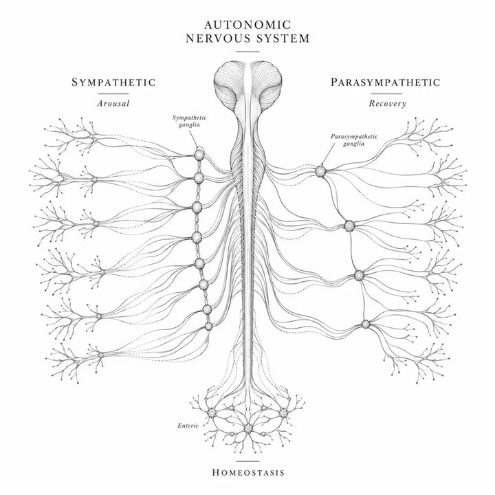 What Is the Autonomic Nervous System