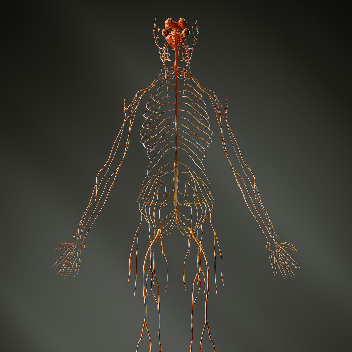 ZenoWell vagus nerve stimulation supports "A Strong Vagus Nerve = A Strong Immune System"