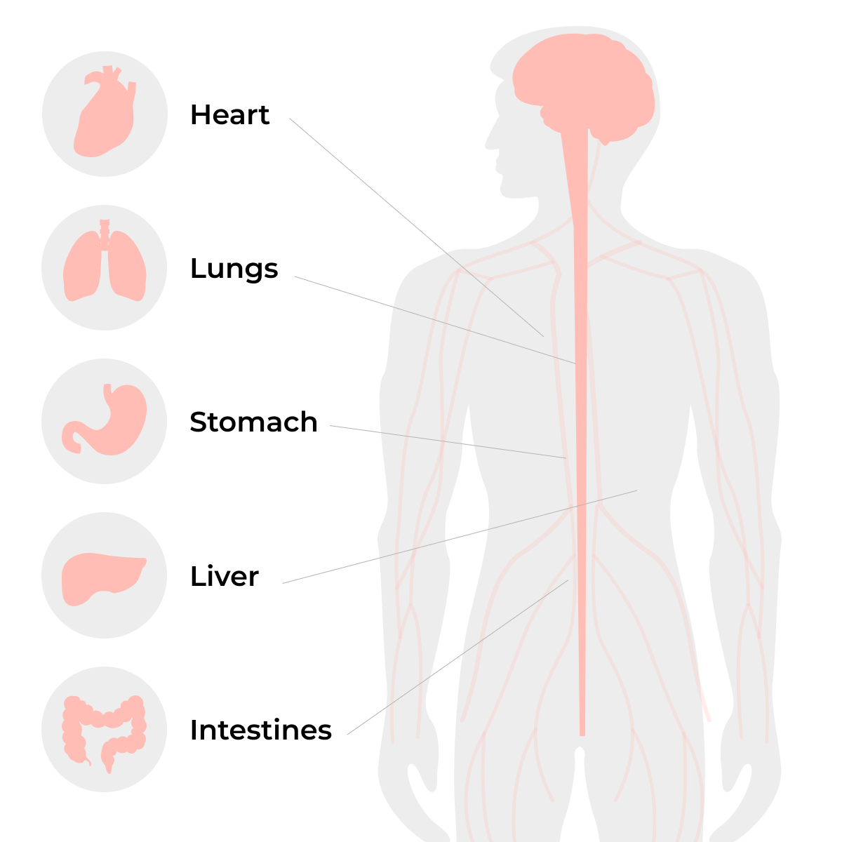 Diagram illustrating the vagus nerve connecting the brain to the heart, lungs, stomach, liver, and intestines.